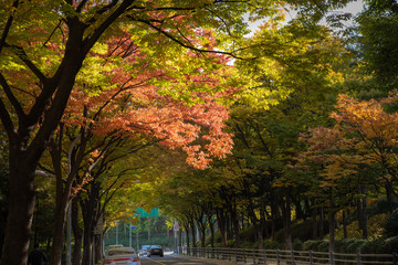 the colourfully colored maple tunnels, roads, cars