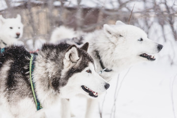 Team of sled dogs in a blizzard at the Kamchatka peninsula