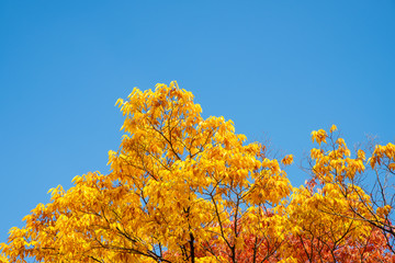the colourfully colored maple and blue sky