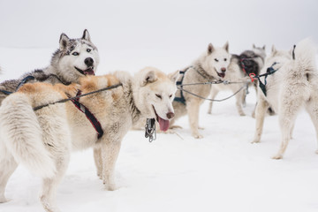 Team of sled dogs in a blizzard at the Kamchatka peninsula