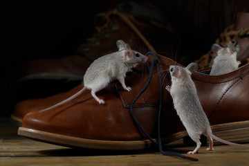 Close-up three mice and leather brown shoes on the wooden floors inside hallway. Small DoF focus put only to standing mouse.
