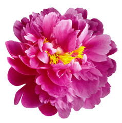 Pink peony flower with yellow stamens on an isolated white background with clipping path. Closeup no shadows. For design.  Nature.