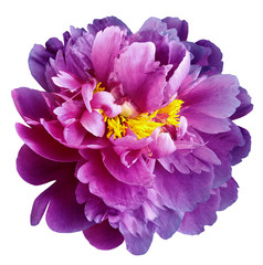 Purple-pink peony flower with yellow stamens on an isolated white background with clipping path. Closeup no shadows. For design.  Nature.