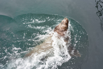 Sea lion floating in cold water, Kamchatka
