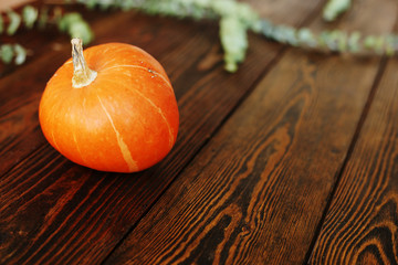 Little orange pumpkin on dark brown wooden table with eacalyptus braches background