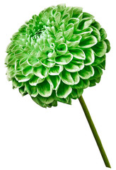 Green dahlia flower on a white isolated background. Flower on the stem. Closeup.  Nature.