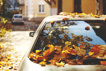 The back of the car with the golden leaves on it on sunny autumn day