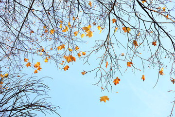 autumn leaves against blue sky on a sunny october day