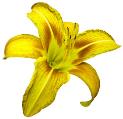 flower isolated yellow lily on white  background no shadows. Closeup.  Nature.