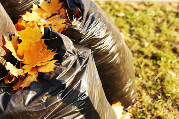 Trash bags with fallen yellow leaves in autumn