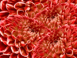 Floral red halftone  background. A bouquet of red flowers.  Close-up.   floral collage.  Flower composition. Nature.