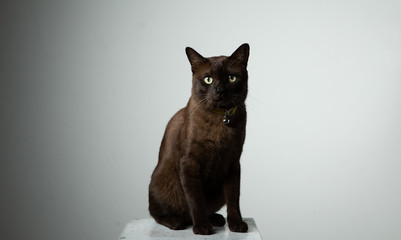 brown cat sitting on chair with studio lighting