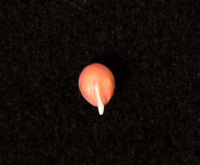 Sorghum just germinated on black background