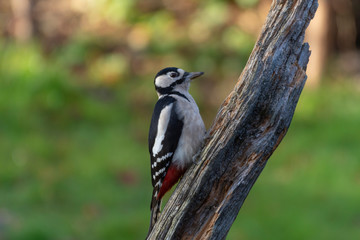 Fototapeta premium Close upp of a Great spotted woodpecker sitting on a stump