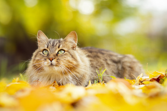 portrait of a Siberian cat lying on the fallen yellow foliage looking up, pet walking on nature in the autumn