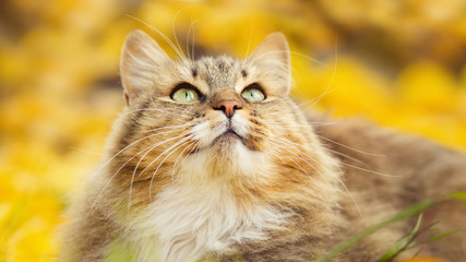 portrait of a Siberian cat lying on the fallen yellow foliage looking up, pet walking on nature in the autumn
