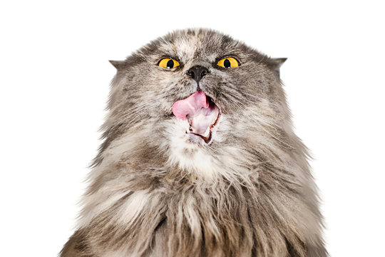British cat in a red Christmas cap isolated on a white background.