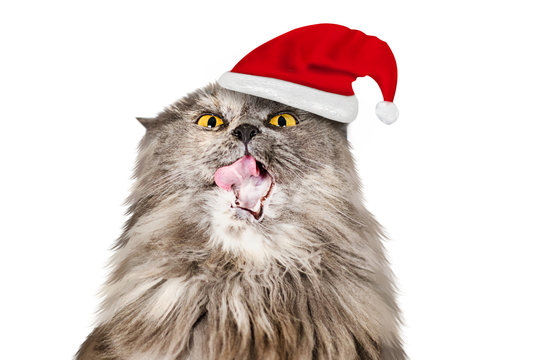 British cat in a red Christmas cap isolated on a white background.