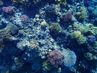 coral reef in Egypt