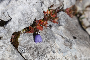 Purple flower on mountain stone in autumn 4324