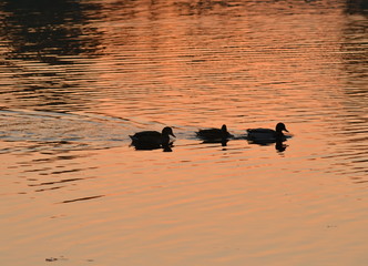 water, duck, bird, lake,