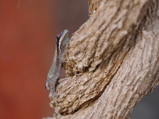 Ornate day gecko in natural habitat