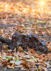 stone in the middle of fallen dry maple leaves