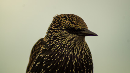 CloseUp Photograph of European Starling