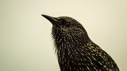 close up photograph of European Starling