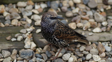 Close up shot of single European Starling