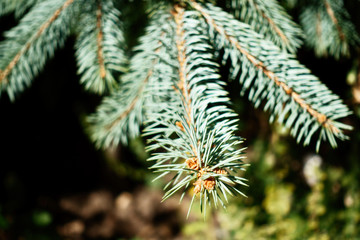 Blue spruce in the forest. Background, Textures.