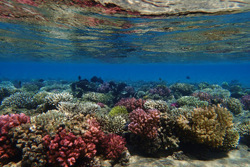 coral reef in Egypt