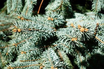 Naklejka na ściany i meble Blue spruce in the forest. Background, Textures.