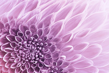 Floral white-pink background. Flowers  dahlias close-up.  Flowers composition. Nature.