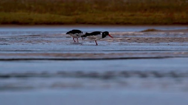curlews, Numenius, walking and pecking the mud flats of an estuary during low tide during autumn, scotland