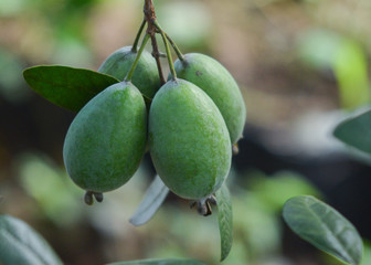 フェイジョアの果実