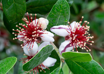 フェイジョアの花