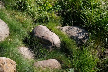 Naklejka na ściany i meble stones in the grass