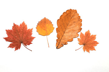 Maple, oak, birch leaves isolated on white background
