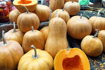 many multicolored ripe fresh raw organic pumpkins at farmer market