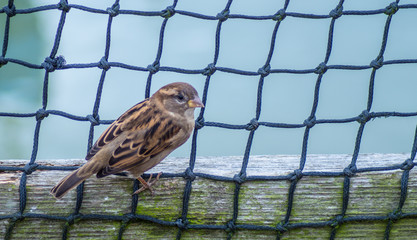 Close upon European tree sparrow on netting