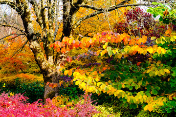  tree in autumn
