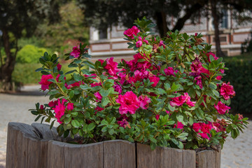 Magenta flowers in a weathered planter made of wood