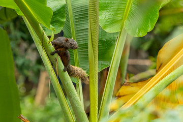 Thai common squirrel on a banana tree