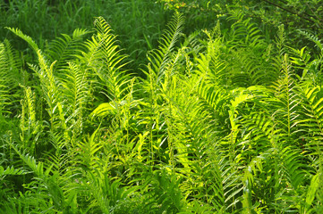 Beautiful ferns leaves green foliage natural floral fern background in sunlight.