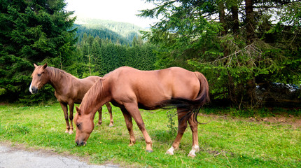 Fototapeta premium Grazing Animals on Dolomites Meadows, Italy