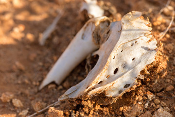 A lifeless land, craquelure