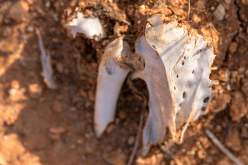 A lifeless land, craquelure
