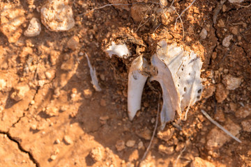 A lifeless land, craquelure