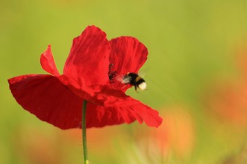 poppy and bee on green background